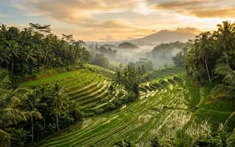 Terraced green rice fields and palm trees in Ubud, Bali at golden hour