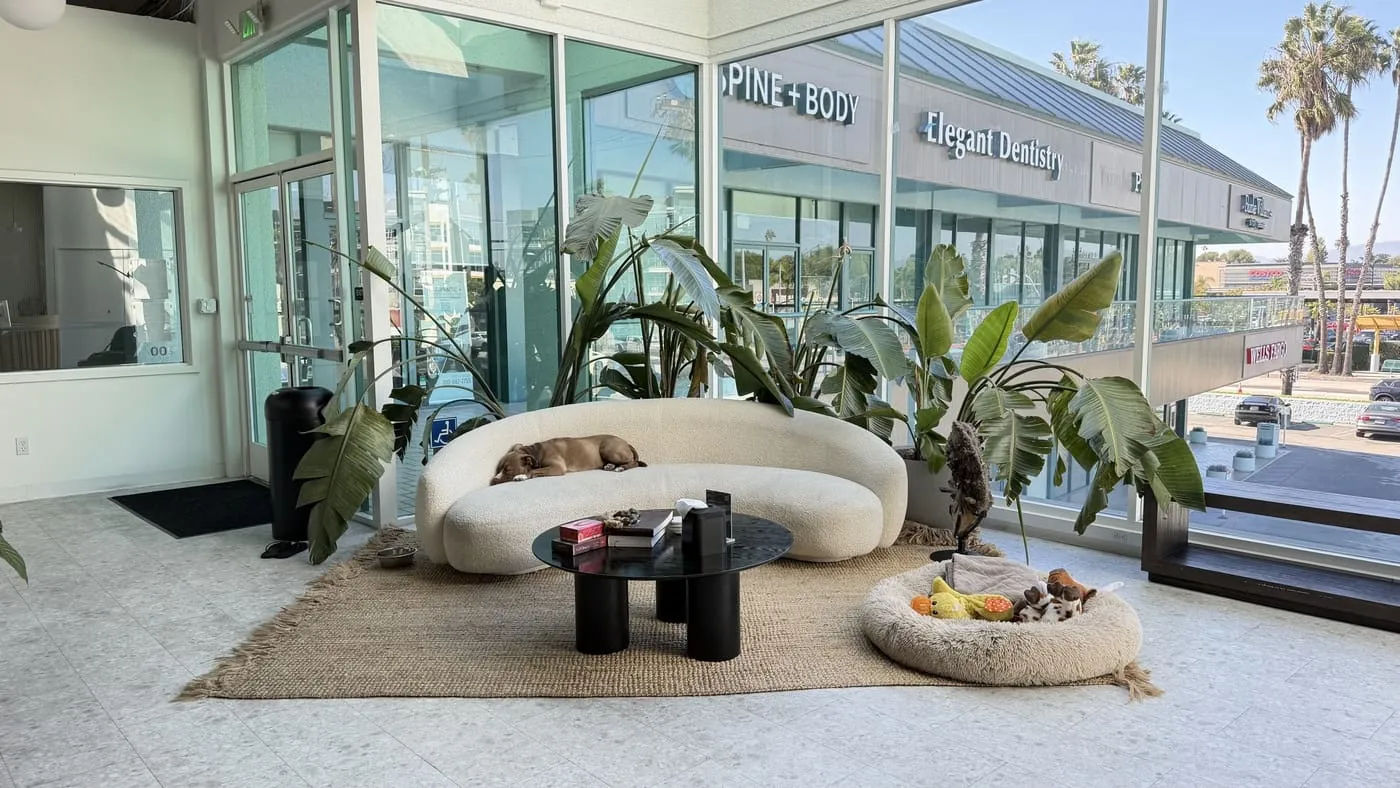 The lounge by the front windows: a curved cream sofa with a dog asleep on it, a black round coffee table, a jute rug, a bowl of fruit and large tropical plants against a wall of glass