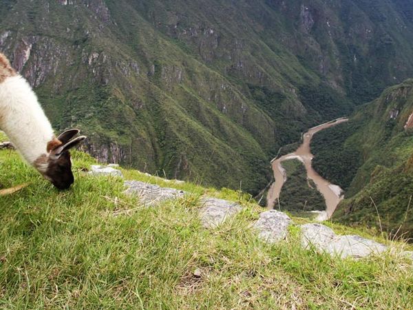 Llama at Machu Picchu