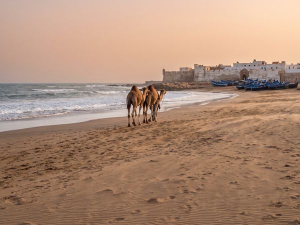 Camels on the Atlantic beach at Essaouira